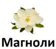 ООО Магноли